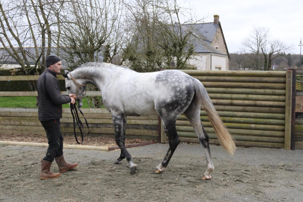 Decouverte D'Un Haras Proche Du Mont St Michel Hambye Dış mekan fotoğraf