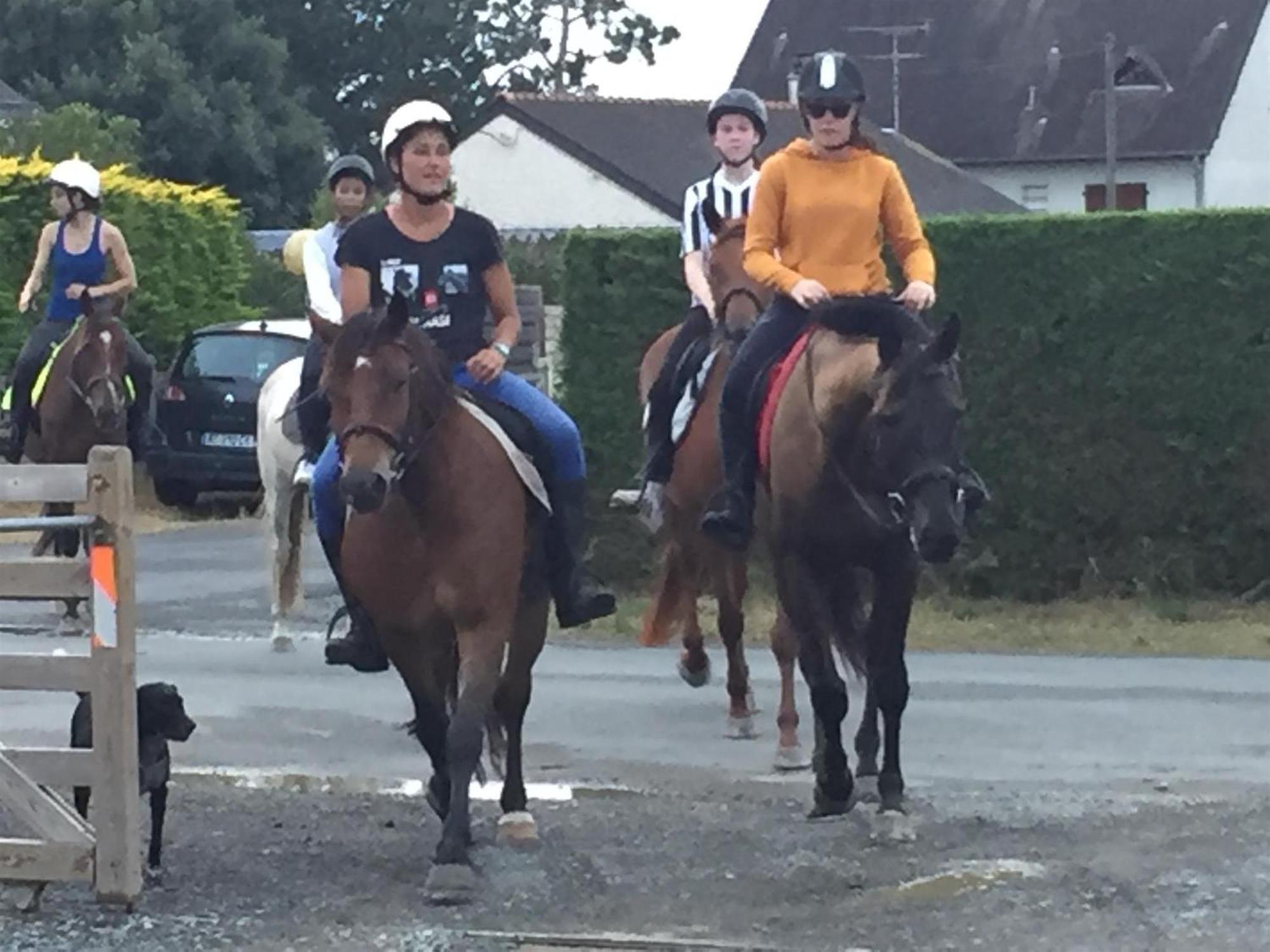 Decouverte D'Un Haras Proche Du Mont St Michel Hambye Dış mekan fotoğraf