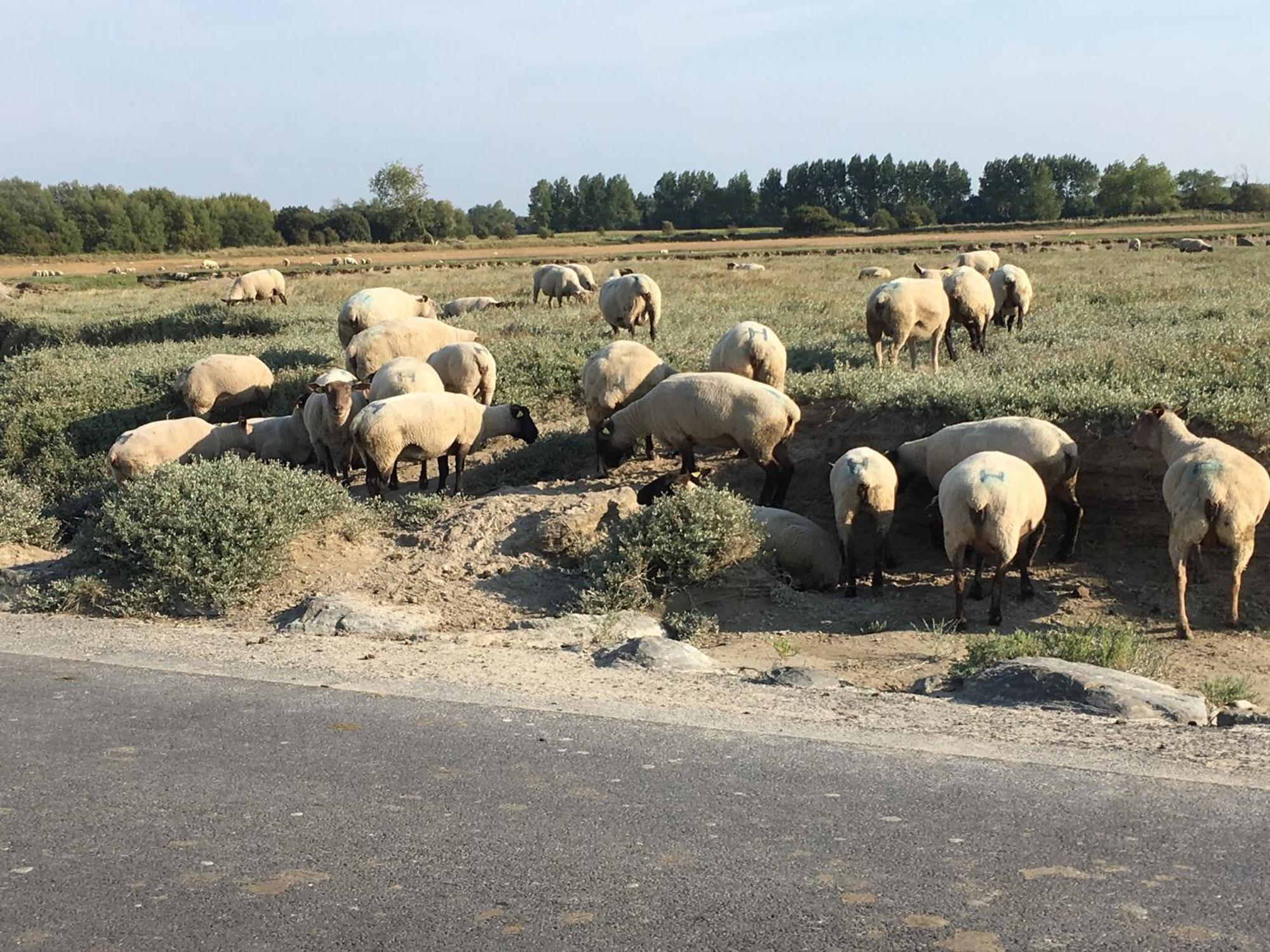 Decouverte D'Un Haras Proche Du Mont St Michel Hambye Dış mekan fotoğraf