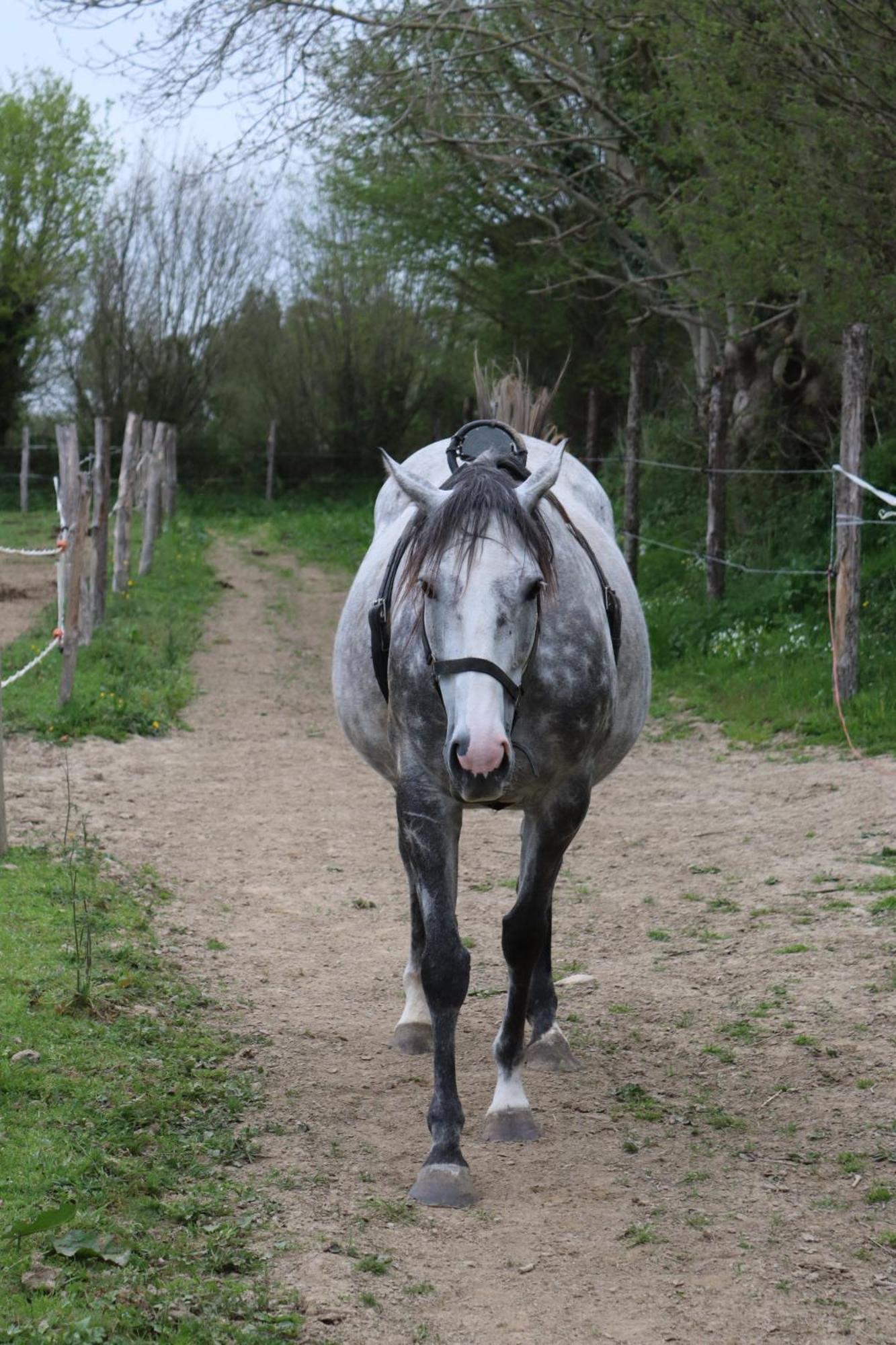 Decouverte D'Un Haras Proche Du Mont St Michel Hambye Dış mekan fotoğraf